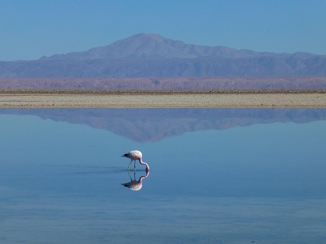 desert landscape