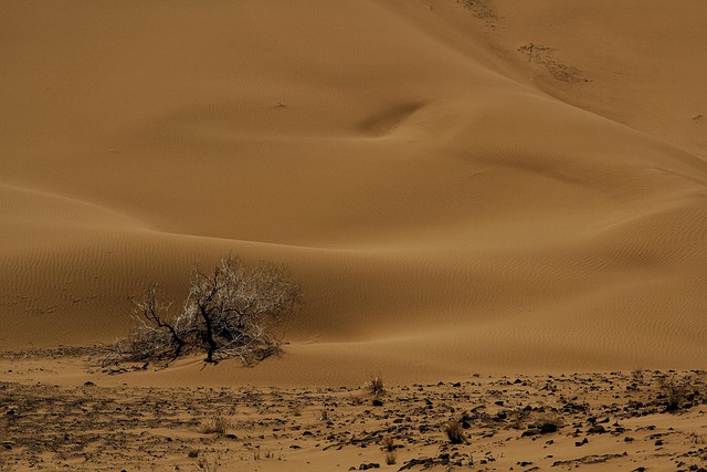 desert landscape