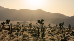 desert-landscape-640x480-46636113.jpeg