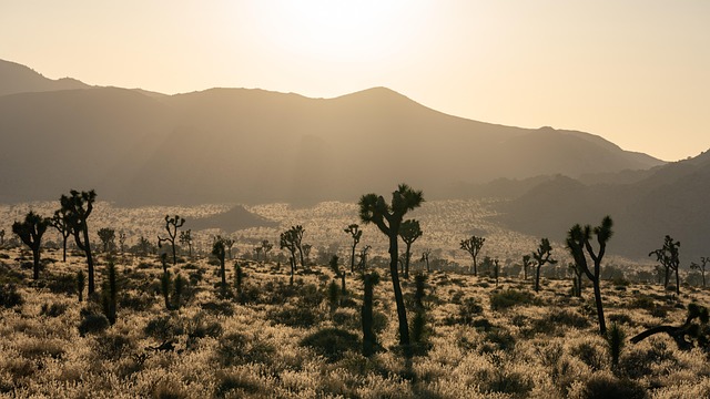 desert landscape