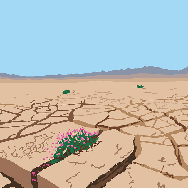 desert landscape