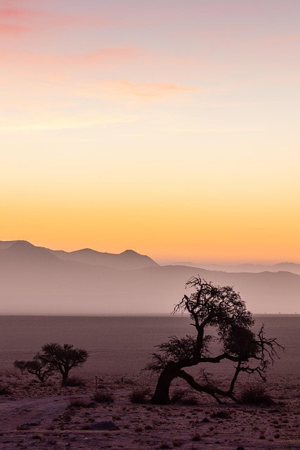desert landscape