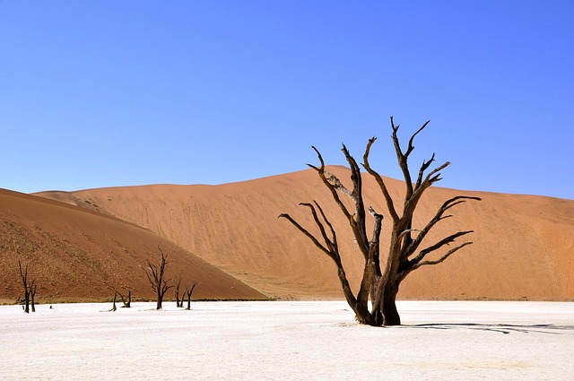 desert landscape
