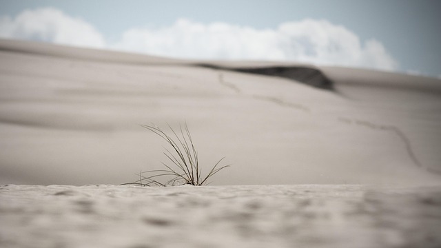 desert landscape