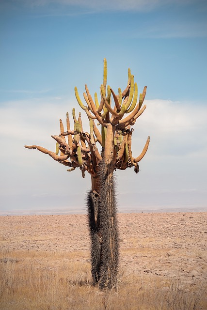 desert landscape