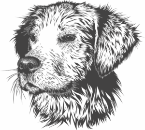 face-640x480-18162492.png