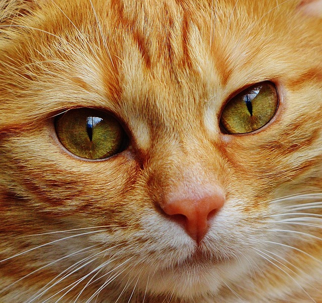 face-640x480-63547441.jpeg