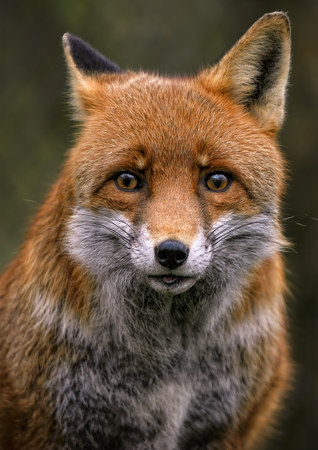 face