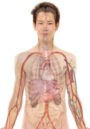 human-640x480-34538755.jpeg
