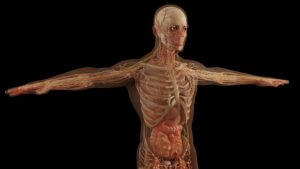 human-640x480-41801136.jpeg