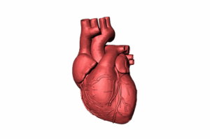human-640x480-42543685.png