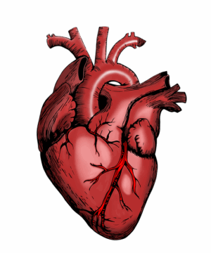 human-640x480-48393087.png