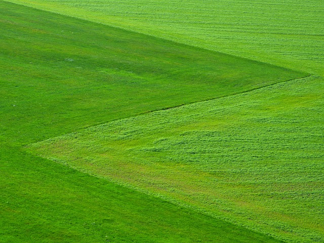 lawn-care-640x480-3675045.jpeg