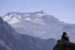 Guadalupe SEO: Strategies for Local Business Visibility and Growth