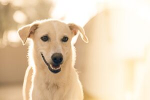pet-sitting-640x480-16562765.jpeg
