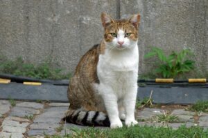pet-sitting-640x480-26137565.jpeg