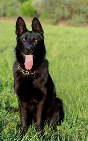 pet-sitting-640x480-26492242.jpeg
