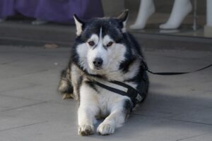 pet-sitting-640x480-39635567.jpeg