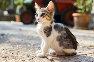 pet-sitting-640x480-74208313.jpeg