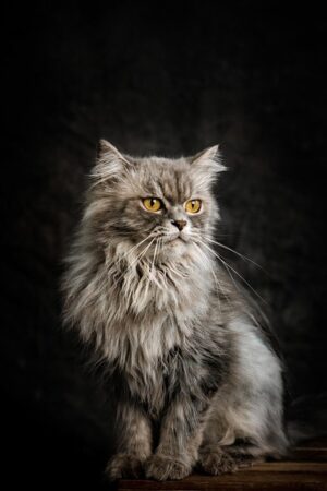 pet-sitting-640x480-78204656.jpeg