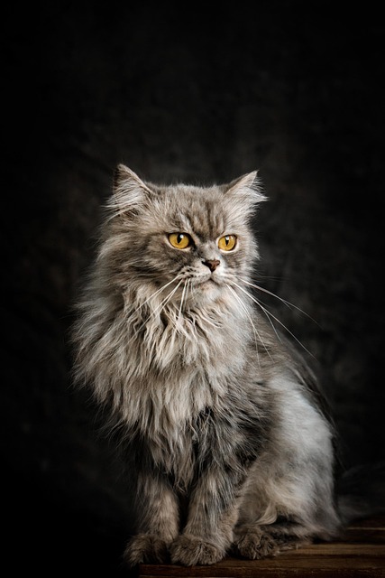 pet-sitting-640x480-78204656.jpeg
