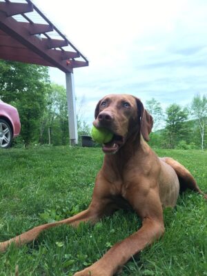 pet-sitting-640x480-79398410.jpeg