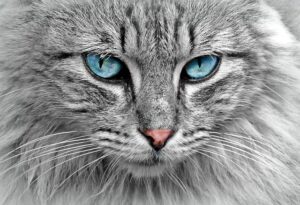portrait-640x480-22094479.jpeg