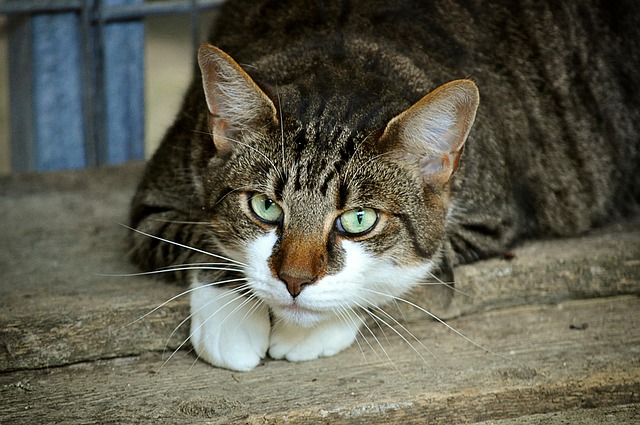 portrait-640x480-33042266.jpeg