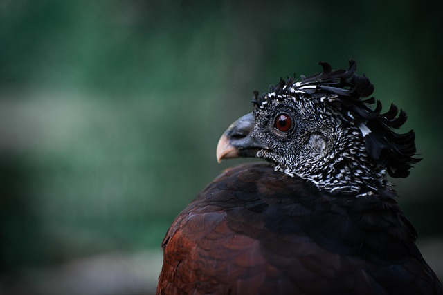 portrait-640x480-58756252.jpeg