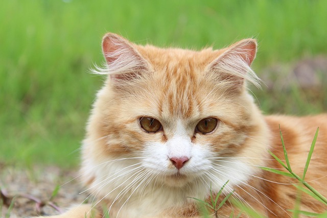 portrait-640x480-64489748.jpeg