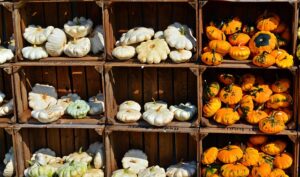 Mastering Yard Waste Removal: Eco-Friendly Recycling for Homes
