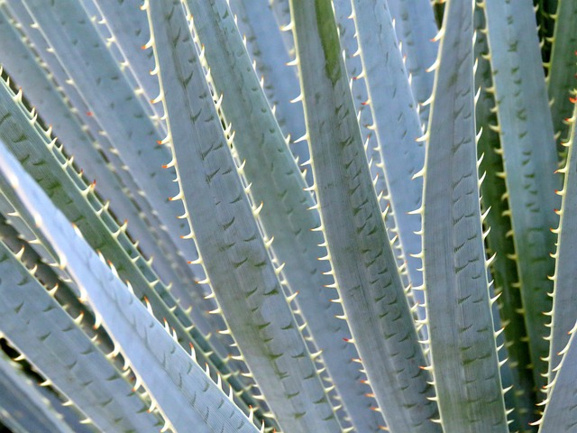 arizona
