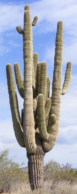 arizona
