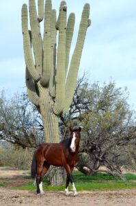 arizona-640x480-27862900.jpeg