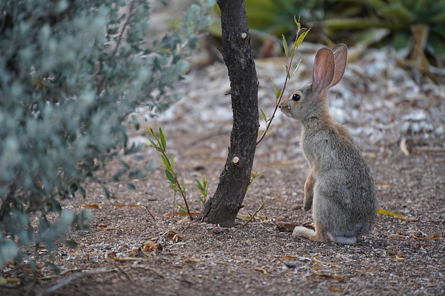 arizona-640x480-30988828.jpeg