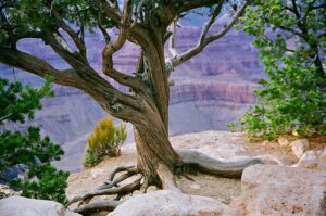 arizona-640x480-34921479.jpeg