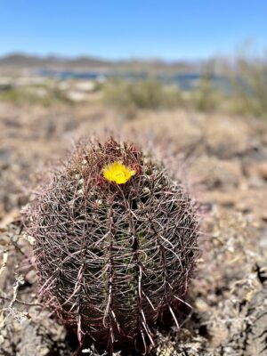arizona-640x480-61280607.jpeg