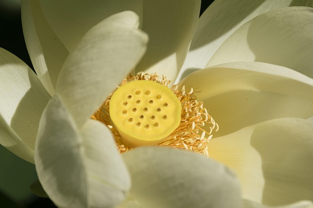 beauty-640x480-3054402.jpeg
