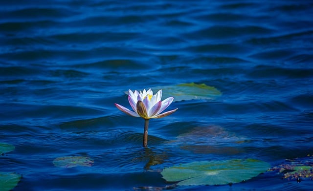 beauty-640x480-72843377.jpeg