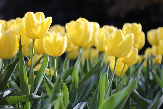 beauty-640x480-7584186.jpeg