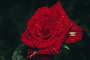 beauty-640x480-77736485.jpeg