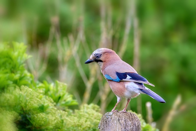blue-640x480-23673617.jpeg