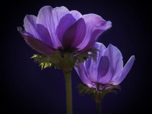 blue-640x480-38066617.jpeg