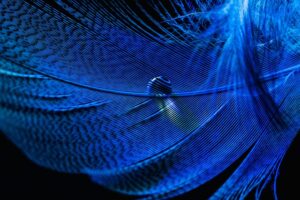 blue-640x480-40465840.jpeg