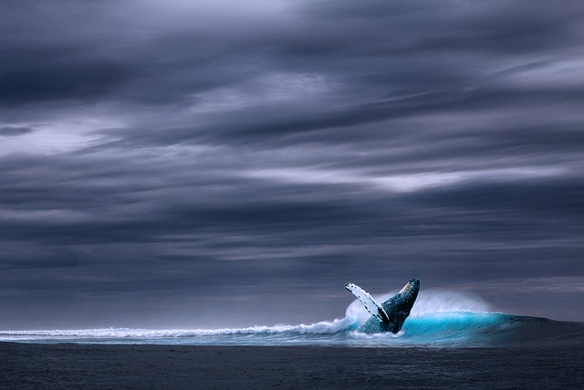 blue-640x480-41018022.jpeg