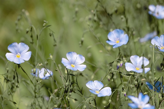 blue-640x480-99502662.jpeg