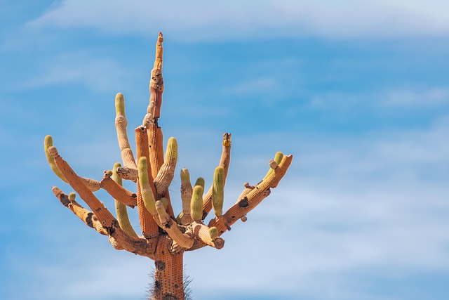 desert-640x480-21710622.jpeg
