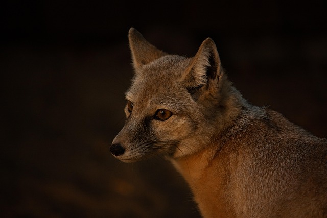 desert-640x480-22076720.jpeg