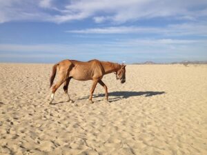 desert-640x480-36426240.jpeg