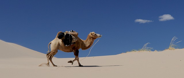 desert-640x480-46570201.jpeg